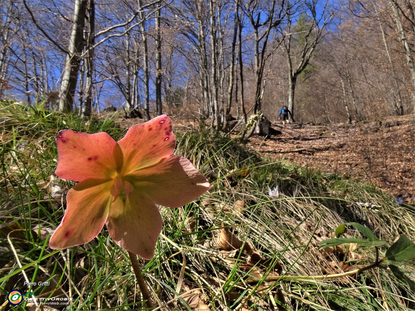 26 Helleborus niger (Elleboro) .JPG